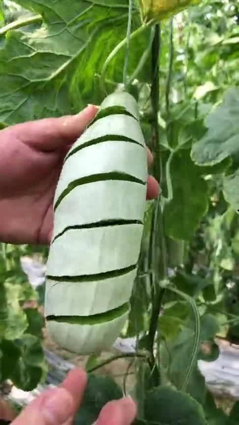 脆瓜怎么吃才好吃,解锁脆瓜的多重吃法