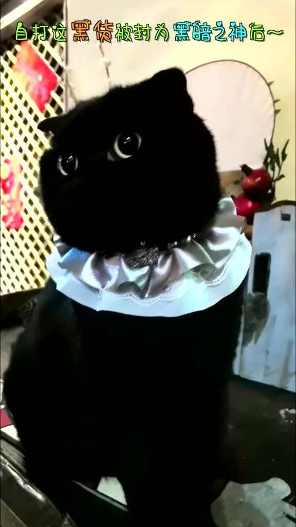 一只网红猫苦恼图片,揭秘猫咪的内心世界