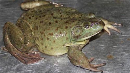 瓜家人在洛杉矶吃牛蛙,瓜家人牛蛙盛宴之旅