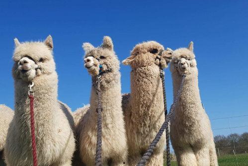 今日头条中国羊驼,中国羊驼产业的崛起与魅力