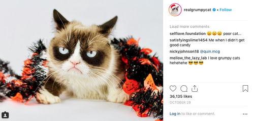 貓网红,揭秘网络红猫的爆红之路