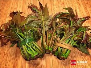 网红菜椿芽,网红菜品的清新魅力