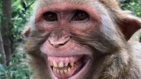 猴子再次爆料视频大全,揭秘娱乐圈幕后真相