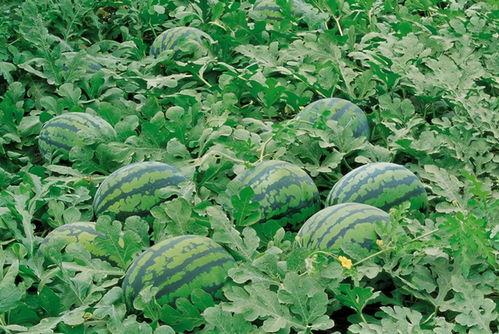 田间吃瓜视频大全,揭秘田间吃瓜视频大全的趣味时光