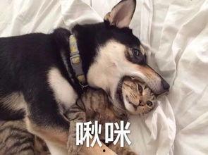 大哥爆料二哈视频播放下载